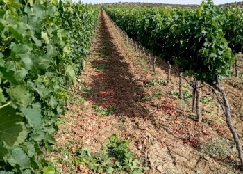 Foto 10 - Terreno agricolo Località Is Mitzas, Serdiana - foto 10