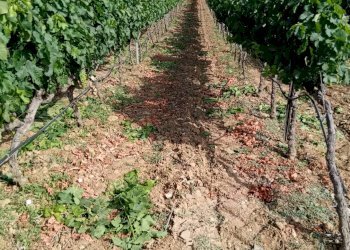 Foto 11 - Terreno agricolo Località Is Mitzas, Serdiana - foto 11