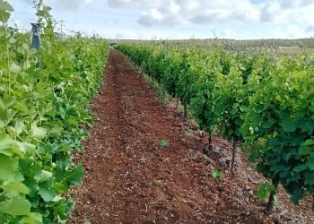 Foto 12 - Terreno agricolo Località Is Mitzas, Serdiana - foto 12