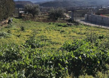 Foto 1 - Terreno edificabile s.n, Rosciano - foto 1