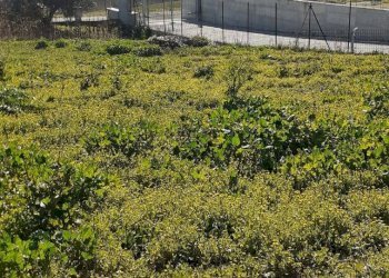 Foto 2 - Terreno edificabile s.n, Rosciano - foto 2