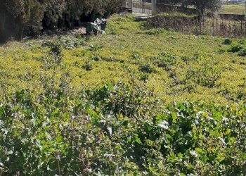 Foto 3 - Terreno edificabile s.n, Rosciano - foto 3