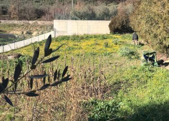 Foto 4 - Terreno edificabile s.n, Rosciano - foto 4