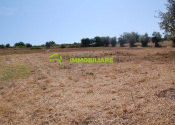 Foto 14 - Terreno agricolo castel ginnetti, Velletri - foto 14