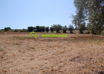 Foto 19 - Terreno agricolo castel ginnetti, Velletri - foto 19