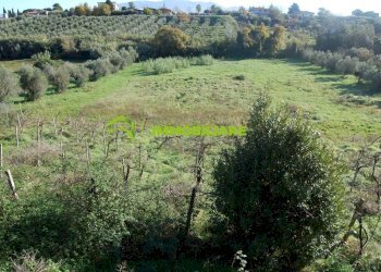 Foto 7 - Terreno agricolo Velletri - foto 7