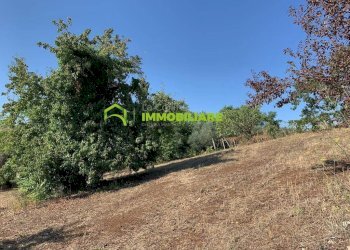 Foto 11 - Terreno agricolo Velletri - foto 11