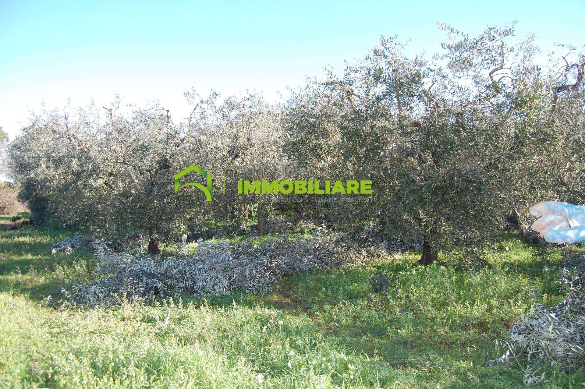 Foto 1 - Terreno agricolo via dei cinque archi, Velletri - foto 1