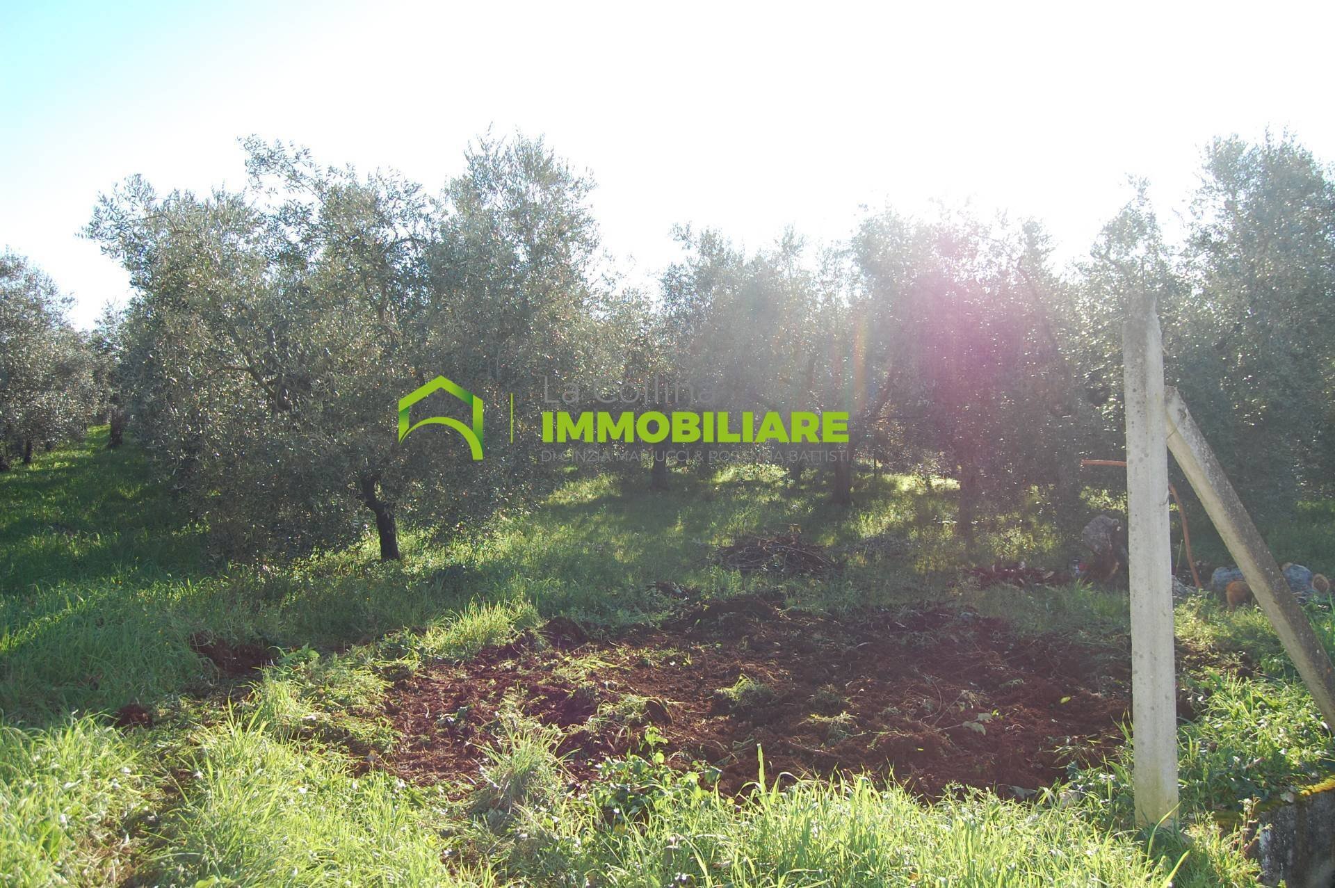 Foto 3 - Terreno agricolo via dei cinque archi, Velletri - foto 3