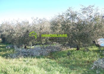 Foto 1 - Terreno agricolo via dei cinque archi, Velletri - foto 1