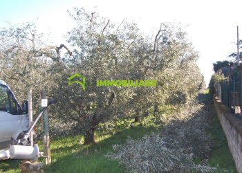 Foto 2 - Terreno agricolo via dei cinque archi, Velletri - foto 2