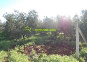 Foto 3 - Terreno agricolo via dei cinque archi, Velletri - foto 3