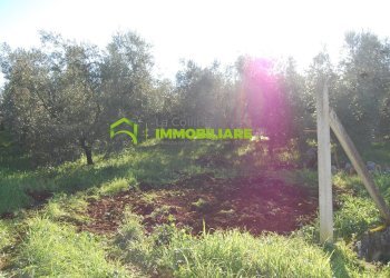 Foto 4 - Terreno agricolo via dei cinque archi, Velletri - foto 4