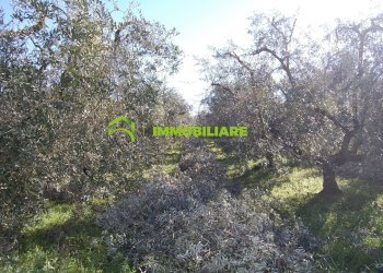 Foto 5 - Terreno agricolo via dei cinque archi, Velletri - foto 5