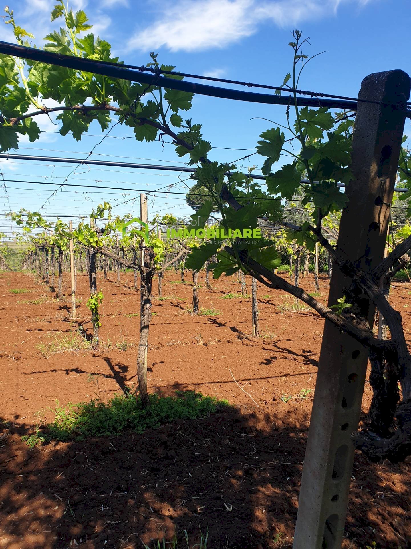 Foto 1 - Terreno agricolo VIA COLLINA DEI PINI, Cisterna di Latina - foto 1