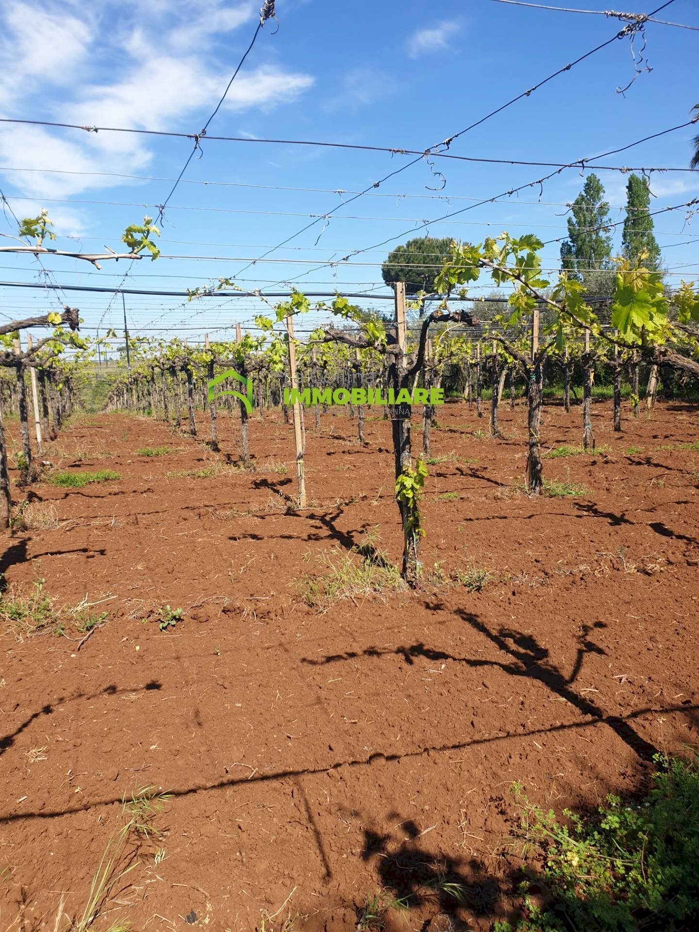 Foto 2 - Terreno agricolo VIA COLLINA DEI PINI, Cisterna di Latina - foto 2