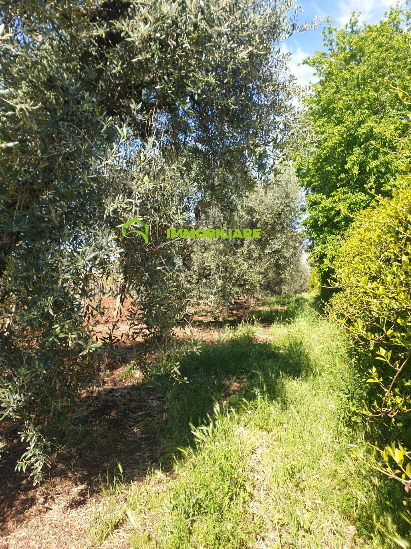 Foto 3 - Terreno agricolo VIA COLLINA DEI PINI, Cisterna di Latina - foto 3