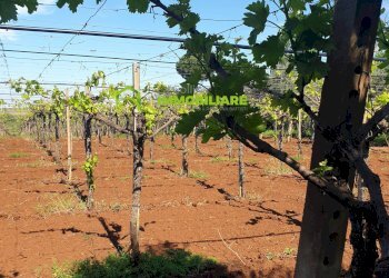 Foto 1 - Terreno agricolo VIA COLLINA DEI PINI, Cisterna di Latina - foto 1