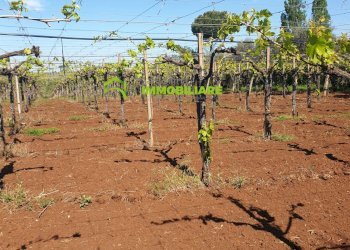 Foto 2 - Terreno agricolo VIA COLLINA DEI PINI, Cisterna di Latina - foto 2