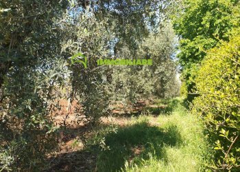 Foto 3 - Terreno agricolo VIA COLLINA DEI PINI, Cisterna di Latina - foto 3