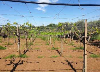 Foto 4 - Terreno agricolo VIA COLLINA DEI PINI, Cisterna di Latina - foto 4