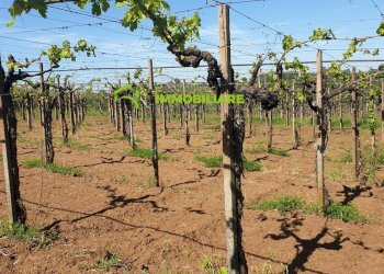 Foto 5 - Terreno agricolo VIA COLLINA DEI PINI, Cisterna di Latina - foto 5