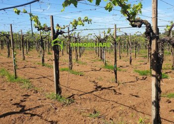 Foto 6 - Terreno agricolo VIA COLLINA DEI PINI, Cisterna di Latina - foto 6