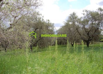 Foto 5 - Terreno agricolo VIA CIVITONA, Cisterna di Latina - foto 5