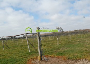 Foto 7 - Terreno agricolo VIA DELLA GAZZA
 
10, Cisterna di Latina - foto 7