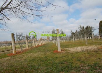 Foto 12 - Terreno agricolo VIA DELLA GAZZA
 
10, Cisterna di Latina - foto 12