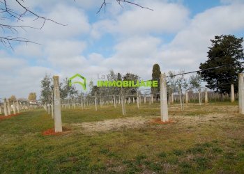 Foto 13 - Terreno agricolo VIA DELLA GAZZA
 
10, Cisterna di Latina - foto 13