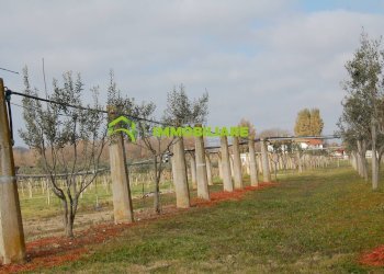 Foto 14 - Terreno agricolo VIA DELLA GAZZA
 
10, Cisterna di Latina - foto 14