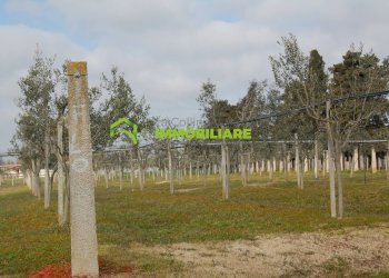 Foto 15 - Terreno agricolo VIA DELLA GAZZA
 
10, Cisterna di Latina - foto 15