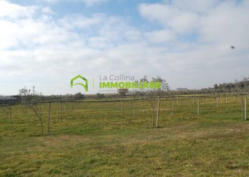 Foto 17 - Terreno agricolo VIA DELLA GAZZA
 
10, Cisterna di Latina - foto 17