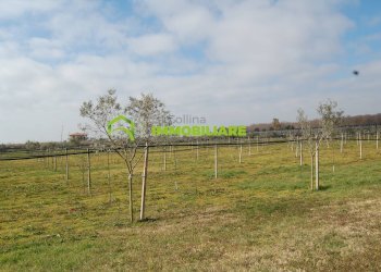 Foto 19 - Terreno agricolo VIA DELLA GAZZA
 
10, Cisterna di Latina - foto 19