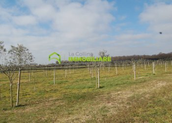 Foto 20 - Terreno agricolo VIA DELLA GAZZA
 
10, Cisterna di Latina - foto 20