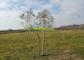 Foto 21 - Terreno agricolo VIA DELLA GAZZA
 
10, Cisterna di Latina - foto 21