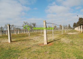 Foto 23 - Terreno agricolo VIA DELLA GAZZA
 
10, Cisterna di Latina - foto 23