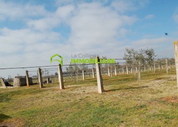 Foto 25 - Terreno agricolo VIA DELLA GAZZA
 
10, Cisterna di Latina - foto 25