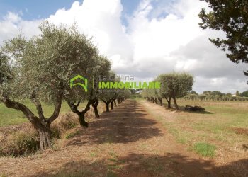 Foto 8 - Terreno agricolo VIA S.DA STATALE 7, Cisterna di Latina - foto 8