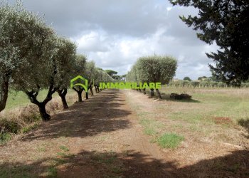 Foto 25 - Terreno agricolo VIA S.DA STATALE 7, Cisterna di Latina - foto 25