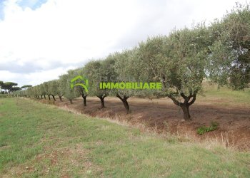 Foto 31 - Terreno agricolo VIA S.DA STATALE 7, Cisterna di Latina - foto 31