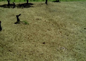 Foto 1 - Terreno edificabile VIA ORONZO, Alife - foto 1