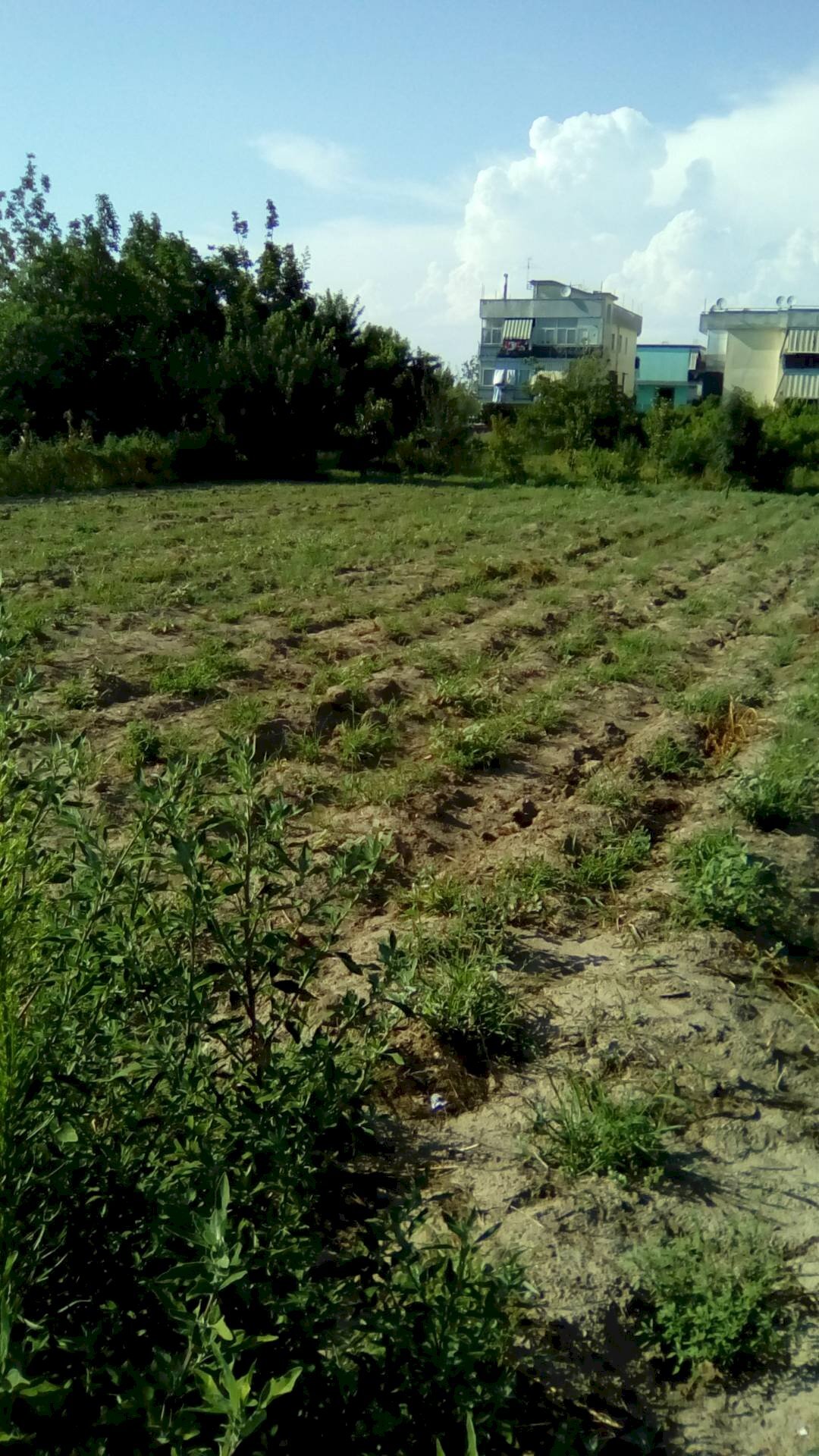 Foto 1 - Terreno agricolo via tasso, Sant'Antimo - foto 1