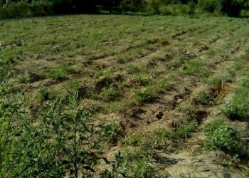 Foto 1 - Terreno agricolo via tasso, Sant'Antimo - foto 1