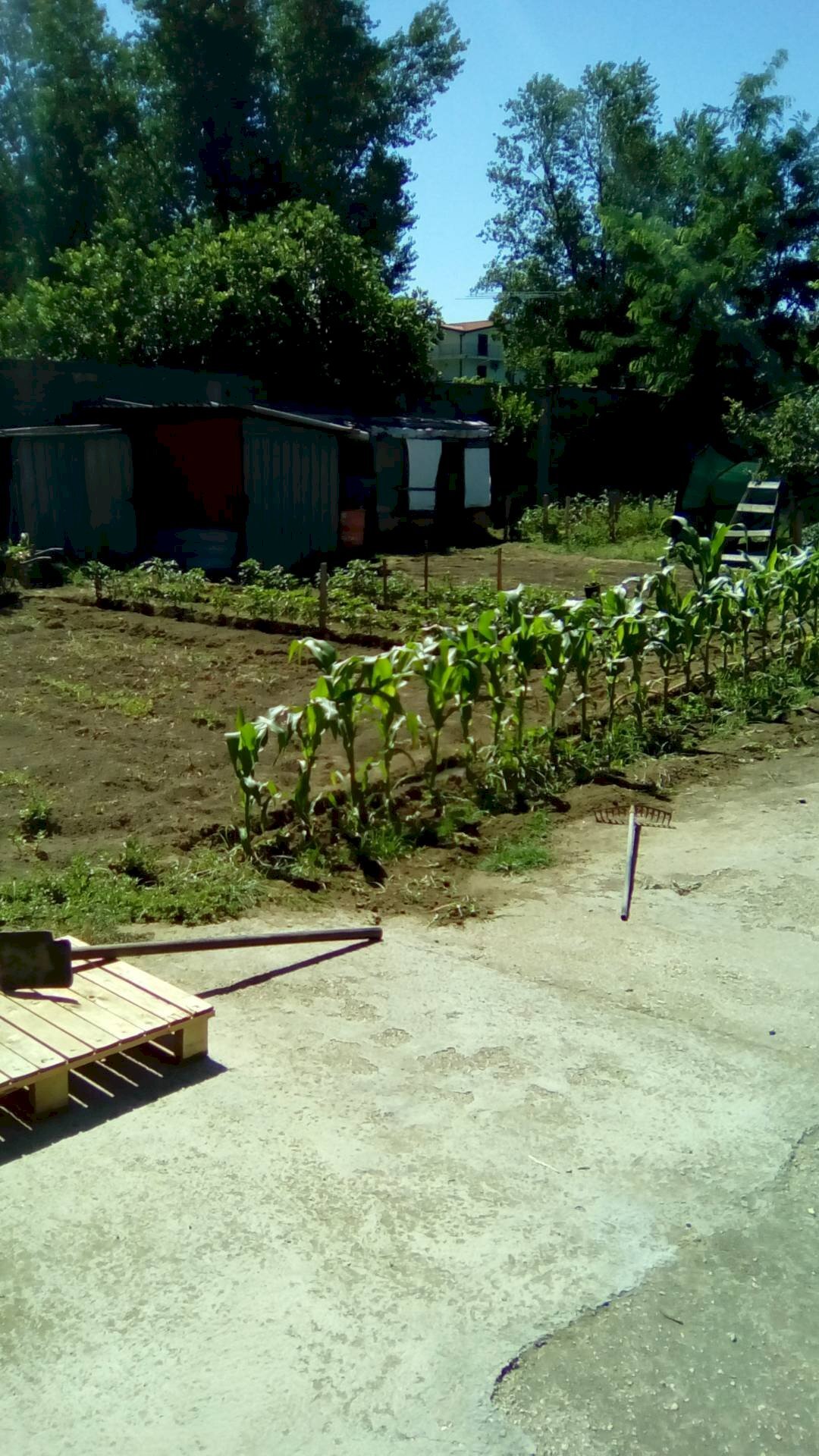 Foto 3 - Terreno agricolo CORSO ITALIA, Sant'Antimo - foto 3