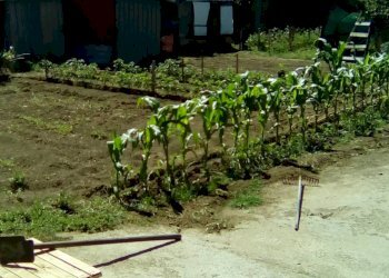 Foto 3 - Terreno agricolo CORSO ITALIA, Sant'Antimo - foto 3