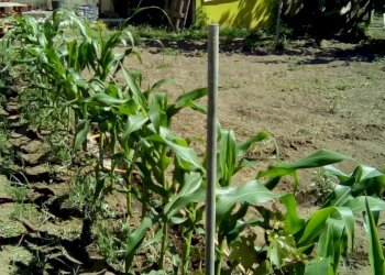 Foto 4 - Terreno agricolo CORSO ITALIA, Sant'Antimo - foto 4