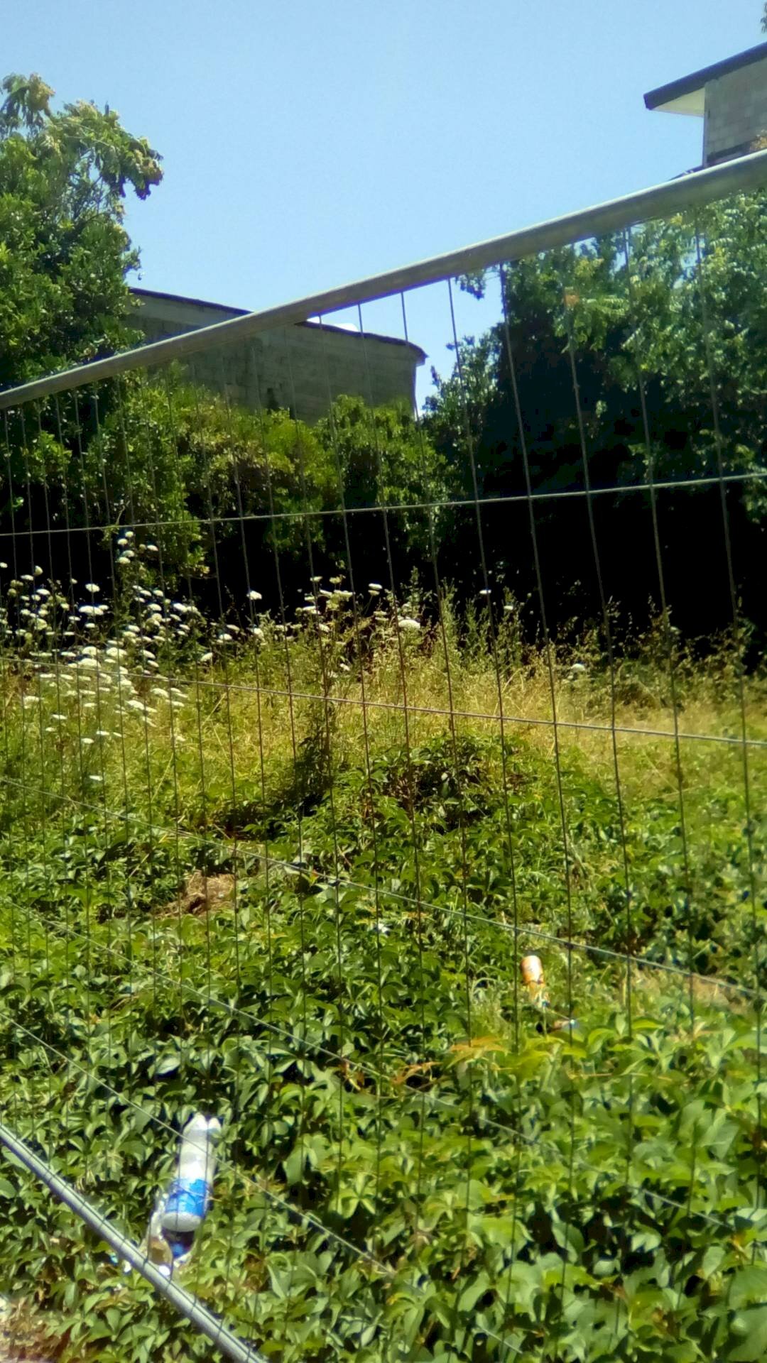 Foto 2 - Terreno edificabile via crucis, Sant'Antimo - foto 2