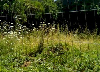 Foto 2 - Terreno edificabile via crucis, Sant'Antimo - foto 2